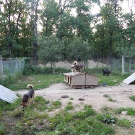 Our Beius shelter in the July of 2014