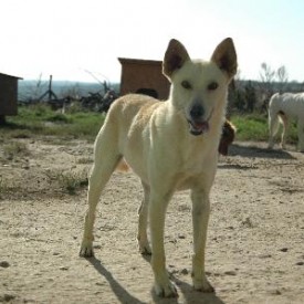 Beauty and friendly dogs from the open shelter in Bihor